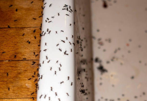 Best Ant Control Services  in Hewitt, NJ